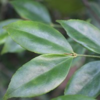 Euonymus walkeri Wight